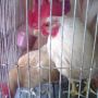 Ayam Kate Jepang Brewok Super Langka