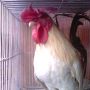 Ayam Kate Yokohama Super Unik Langka Dan Tiada Duanya