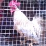 Ayam Kate Lurik Kemiri Kokok Nyaring Bikin Budek Kuping