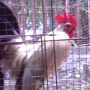 Ayam Kate Lurik Kemiri Kokok Nyaring Bikin Budek Kuping