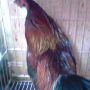 Ayam Hutan Sumatera Asli Super Langka Jarang Yang Punya