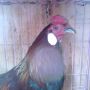 Ayam Hutan Sumatera Asli Super Langka Jarang Yang Punya