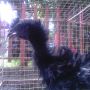 Ayam Cemani Bulu Walik Super Unik Langka & Sangat Berkwalitas