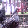 Ayam Kate  Betina Super Antik Warna Jali Super Langka Jarang Banget Orang Punya