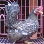 Ayam Kate  Betina Super Antik Warna Jali Super Langka Jarang Banget Orang Punya