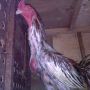 Ayam Cemara/Bulu Landak Langka Untuk Hiasan Pekarangan & Syarat Ritual