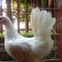 Ayam Kate Jepang Yokohama Putih Polos Jengger Kembang