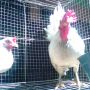 Ayam Kate Berjari Sepuluh Cengger Kembang Langka