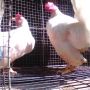 Ayam Kate Berjari Sepuluh Cengger Kembang Langka