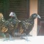 Ayam Batik Kanada Gold Umur 3,5 Bulan Batik Mengkilap