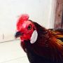 Ayam Hutan Sumatera Super Langka Jarang Orang Punya