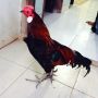 Ayam Hutan Sumatera Super Langka Jarang Orang Punya