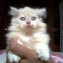 Jual Kucing anggora bulu panjang & tebal