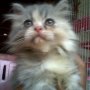 Jual Kucing anggora bulu panjang & tebal