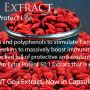 60 500mg V-Capsules of 100% Natural GOJI BERRY Extract