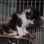 Kucing Jenis Eksotis / Anggora / Persia