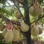 Sedia Bibit Durian Varietas Unggul
