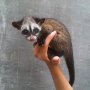 Jual Baby Musang Pandan