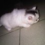 Jual Persia kitten white black van avatar