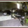 Minerva 150R SE 2010 Istimewa