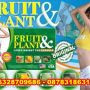 PELANGSING BADAN FRUIT PLANT SLIMMING