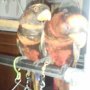 Jual Burung nuri dusky (nuri kelam). unik sepasang