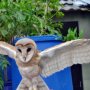 Jual Burung Hantu Jenis Barn Owl/Tyto Alba Juve Murmer