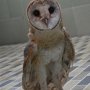 Jual Burung Hantu Jenis Barn Owl/Tyto Alba Juve Murmer