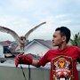 Jual Burung Hantu Jenis Barn Owl/Tyto Alba Juve Murmer