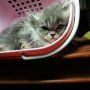 Jual kitten persia (Bandung)