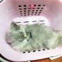 Jual kitten persia (Bandung)