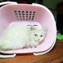 Jual kitten persia (Bandung)