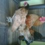 JUAL AYAM KATE Keturunan SERAMA