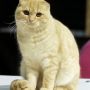 Kucing Scottish Fold