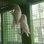 LOVE BIRD ALBINO MATA MERAH (Dede Bird Farm)