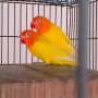 LOVE BIRD LUTINO MATA MERAH (Dede Bird Farm)