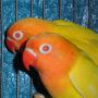 LOVE BIRD LUTINO MATA MERAH (Dede Bird Farm)