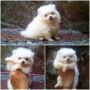 Jual Puppies Mini &amp; Super Mini Chihuahua (Import Bloodline - Good Quality) Lucu + Gemesin