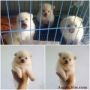 Jual Puppies Mini & Super Mini Chihuahua (Import Bloodline - Good Quality) Lucu + Gemesin