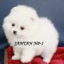 Jual 2 Anak Anjing Baby Mini Pomeranian White Glamour
