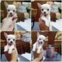 Jual Puppies Mini &amp; Super Mini Chihuahua (Import Bloodline - Good Quality) Lucu + Gemesin