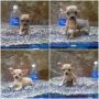 Jual Puppies Mini & Super Mini Chihuahua (Import Bloodline - Good Quality) Lucu + Gemesin