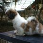 Jual Anjing Shih Tzu Puppies