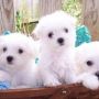 Jual Puppies Mini Maltese Snow White - Lucu + Gemesin - Good Quality