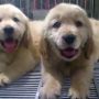 Jual Puppies - Golden Retriever (Import Champion Bloodline + Show Prospect Quality)