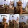 Jual Puppies Mini & Super Mini Chihuahua (Import Bloodline - Good Quality) Lucu + Gemesin