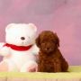 Anjing Puppies Red Toy Poodle - Import Bloodline