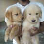 Anjing Golden Retriever Puppies