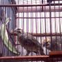 Burung Cucak Rowo/Rawa Suara Ropel Volume Tembus
