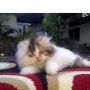 Kucing Persia Peaknose